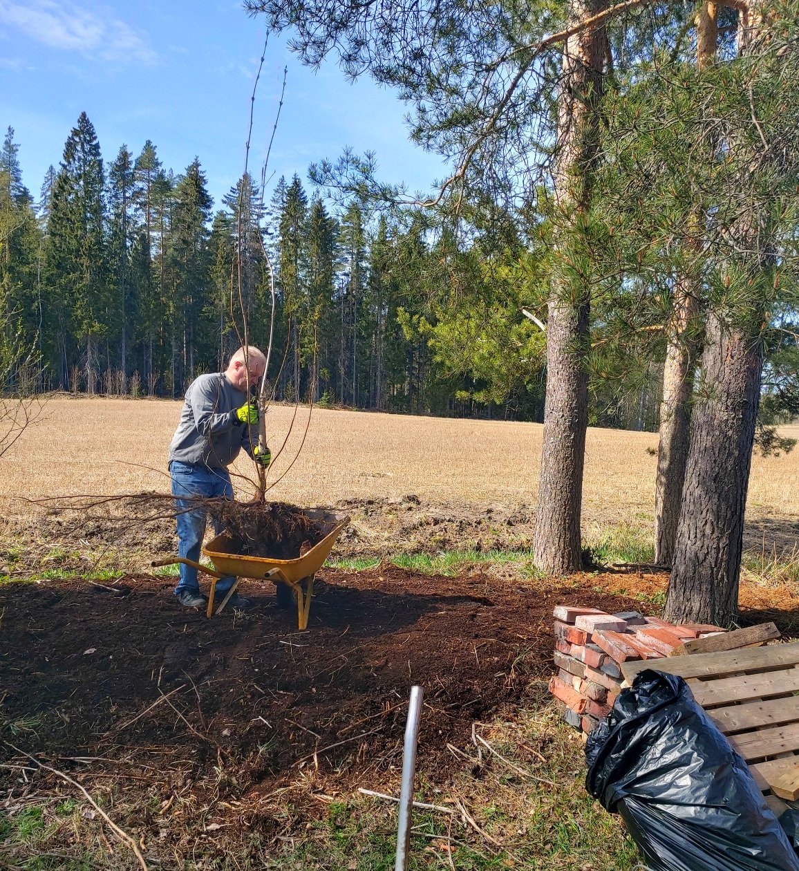 Mies istuttaa puuta