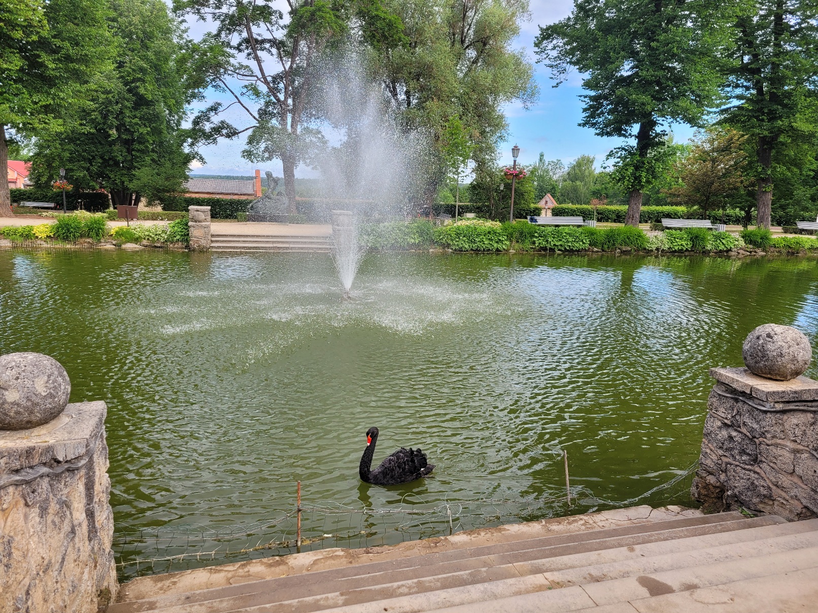 mustajoutsen lammessa