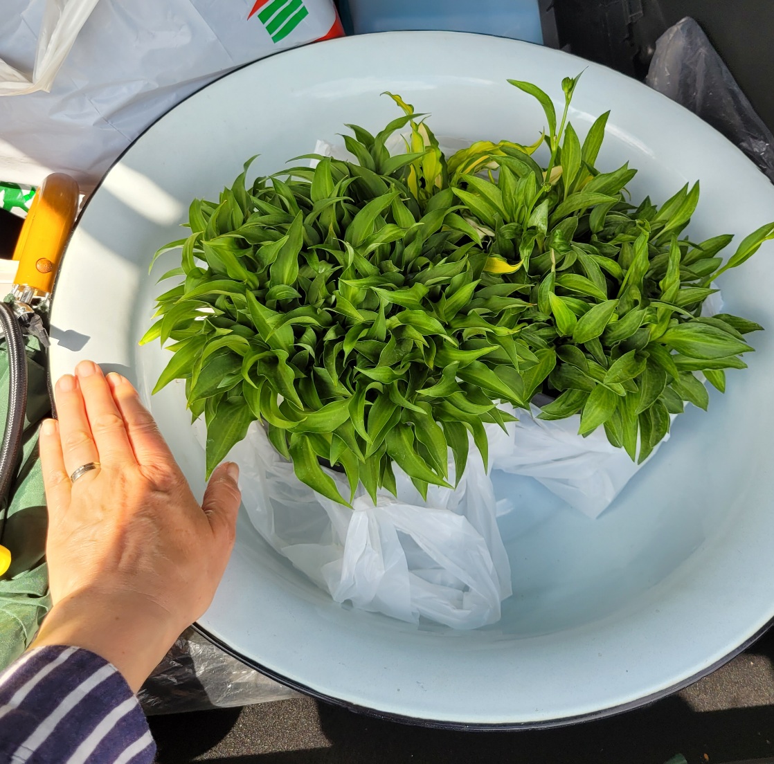 emalivati ja kuunliljoja