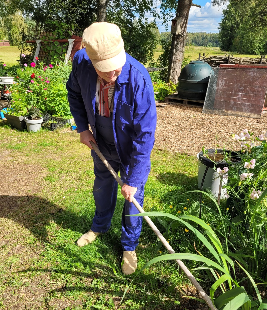 Mies haraa puutarhassa